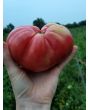 Tomato 'Purple Dog Creek' 