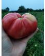 Tomato 'Purple Dog Creek' 