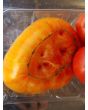Tomato 'Beauty King' 