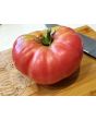 Tomato 'Brandywine Sudduth's Strain' 