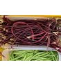 Pole Yard Long Bean 'Chinese Red Noodle' 