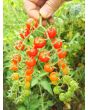 Tomato 'Red Currant Spoon' Seeds (Certified Organic)
