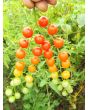 Tomato 'Red Currant Spoon' Seeds (Certified Organic)