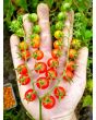 Tomato 'Red Currant Spoon' Seeds (Certified Organic)