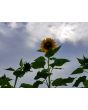 Sunflower 'Mammoth Grey Stripe'