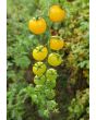 Tomato 'Yellow Currant Spoon'