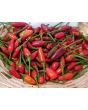 Hot Pepper ‘Thai Hot' 