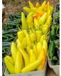 Hot Banana Pepper 'Hungarian Yellow Wax'