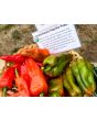 Hot Pepper ‘Leutschauer Paprika’