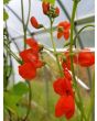 Scarlet Runner Bean