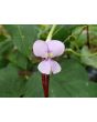 Pole Yard Long Bean 'Chinese Red Noodle' 