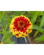 Zinnia 'Aztec Sunset Mix' Seeds (Certified Organic)