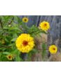 Zinnia 'Aztec Sunset Mix' Seeds (Certified Organic)