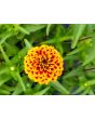 Zinnia 'Aztec Sunset Mix' Seeds (Certified Organic)