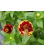 Zinnia 'Aztec Sunset Mix' Seeds (Certified Organic)