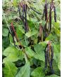 Cowpea 'Pinkeye Purple Hull'