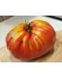 Tomato 'Uncle Johnny's Giant' 