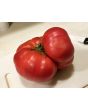 Tomato 'Aunt Ginny's Purple' 
