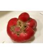 Tomato 'Aunt Ginny's Purple' 