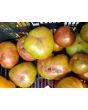 Tomato 'Berkely Tie-Dye'
