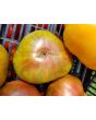 Tomato 'Berkely Tie-Dye'