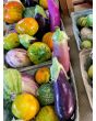 Eggplant ‘Turkish Orange’
