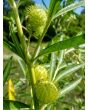 Balloon Plant AKA Hairy Balls Milkweed