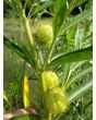 Balloon Plant AKA Hairy Balls Milkweed
