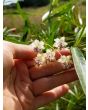 Balloon Plant AKA Hairy Balls Milkweed