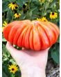 Tomato 'Tlacolula Pink' AKA 'Tlacolula Ribbed' 