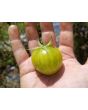 Tomato 'Green Vernissage' Seeds (Certified Organic) 