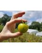 Tomato 'Green Vernissage' Seeds (Certified Organic) 