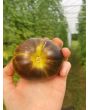 Tomato 'Xanadu Green Goddess'