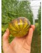 Tomato 'Xanadu Green Goddess'