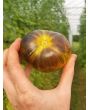 Tomato 'Xanadu Green Goddess'
