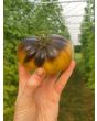 Tomato 'Wagner Blue Green' 