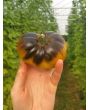 Tomato 'Wagner Blue Green' 