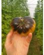 Tomato 'Wagner Blue Green' 