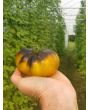 Tomato 'Wagner Blue Green' 