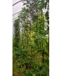 Pole Yard Long Bean 'Chinese Red Noodle' 