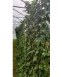 Pole Yard Long Bean 'Chinese Red Noodle' 