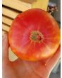 Tomato 'Northern Lights'