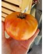 Tomato 'Northern Lights'