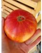Tomato 'Northern Lights'