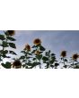 Sunflower 'Mammoth Grey Stripe'