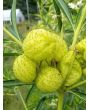 Balloon Plant AKA Hairy Balls Milkweed