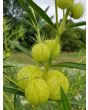 Balloon Plant AKA Hairy Balls Milkweed