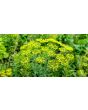 Dill
