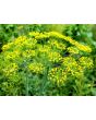 Herb 'Dill' Plants (6PK)