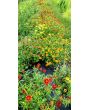 Zinnia 'Aztec Sunset Mix' Seeds (Certified Organic)